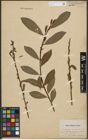 Foto von Salix purpurea L. x Salix silesiaca Willd.